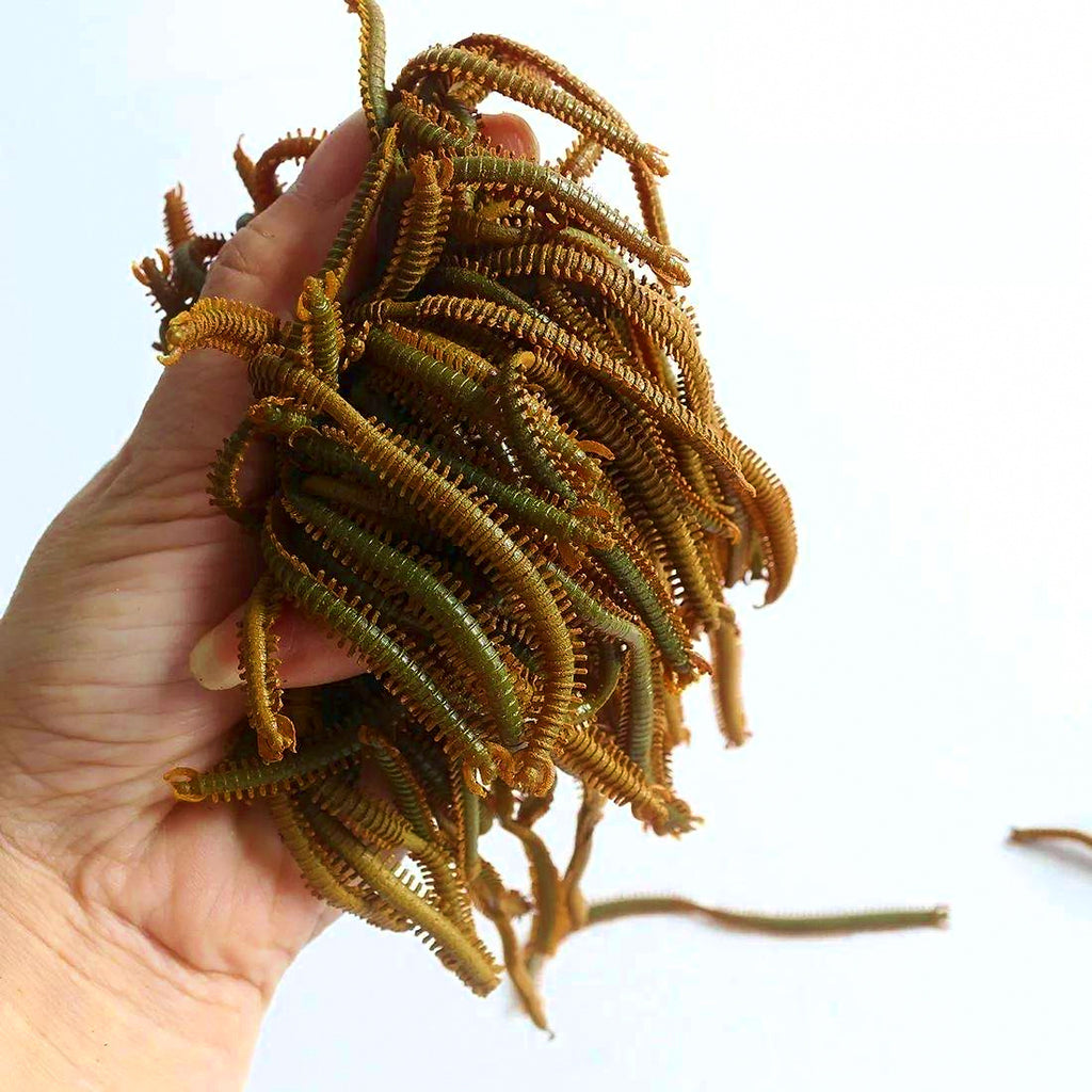 Sandworm Soft Bait Lures, 10-Pack, 7 g (0.25 oz)