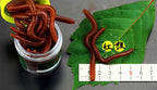 Sea Worm Soft Bait, Bloodworm-Style Lure, Reddish Brown – product photo