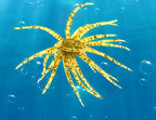 Floating Sea Urchin Soft Lure, 4–11 cm (1.6–4.3 in) – product photo