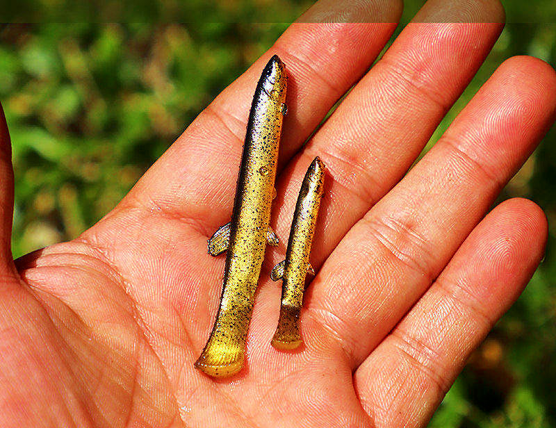 Loach Soft Bait T-Tail Swimbait, 4.1–8.8 cm (1.6–3.5 in) – product photo