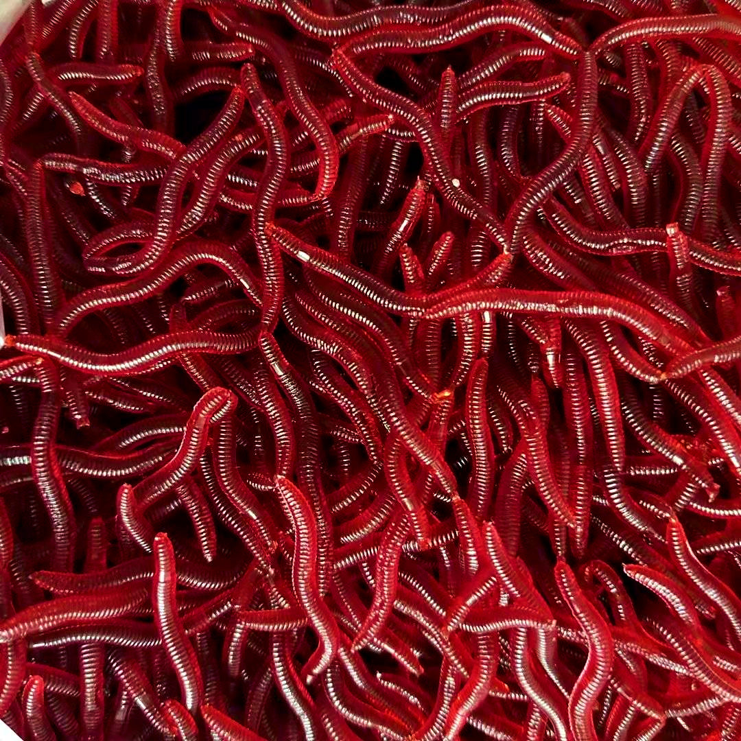 Red Earthworm Soft Bait, 50 or 100 Pack – product photo