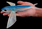 Flying Fish Soft Trolling Lure, 17 cm and 21 cm (66 g / 127 g) – product photo