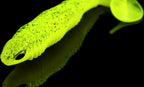 Ribbed T-Tail Soft Plastic Swimbait, 5–11 cm (2–4.3 in) – product photo