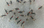 Griffith's Gnat Fly, Black & White, Sizes 8–20 – product photo