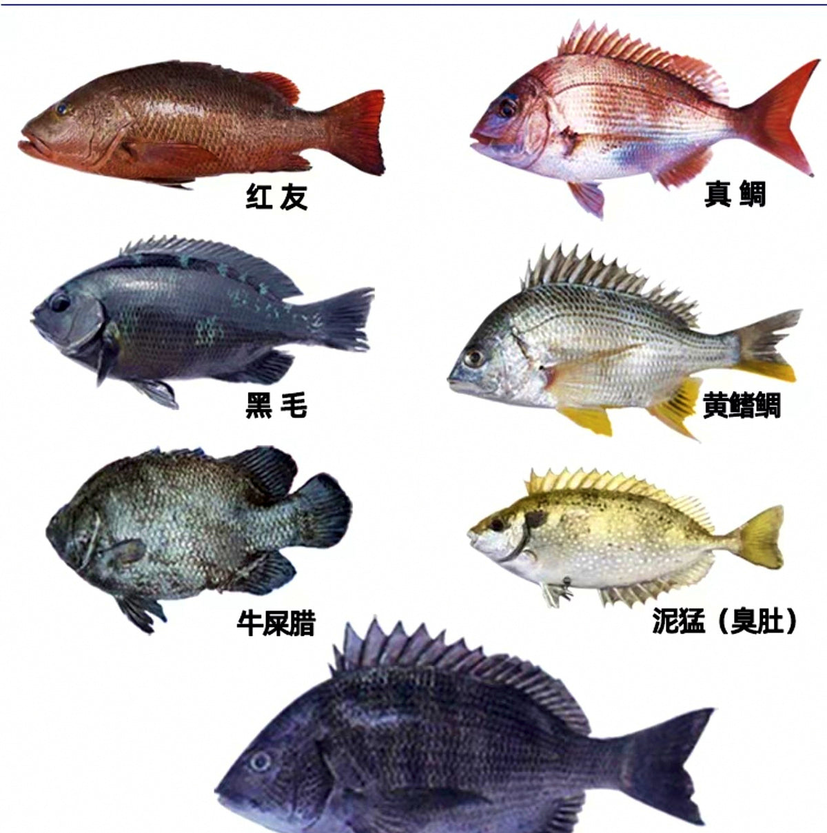 Antarctic Krill Bait Box, Yellow or Red, Saltwater – product photo