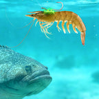 Live Shrimp Back Hooks with Rubber Band, 5-Pack, Glow/Standard