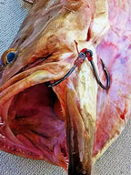 Barbed Grouper Hooks for Live Bait, Sizes 16-45 – product photo