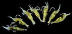 Glow Soft Shrimp Lure with Hook, 4 cm (1.6 in), 10 Pcs – product photo