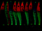 Glow Wooden Shrimp Squid Jig, 9.2 & 10.7 cm (3.6 & 4.2 in) – product photo