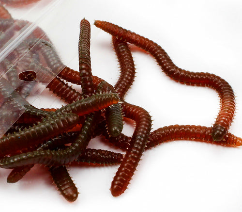 Soft Sandworm Lure Bait Pack, Sinking or Floating, 50/100 pc – product photo
