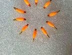 Orange Nymph Fly, Red Head, Barbed Lead Head Hook, Sizes 8–20 – product photo