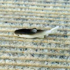 Soft Plastic Lures, 4.5 cm (1.8 in) 1.2 g, 50-Pack – product photo