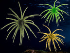 Floating Sea Urchin Soft Lure, 4–11 cm (1.6–4.3 in) – product photo