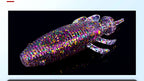 Soft Frog Lure 5-Pack with Weight Beads, Multiple Colors – product photo