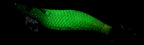 Wooden Shrimp Squid Jig, Glow, 8–15.5 cm (3.1–6.1 in) – product photo