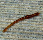 Soft Worm Lure 7.5 cm (3 in), 100-Pack, Brown – product photo