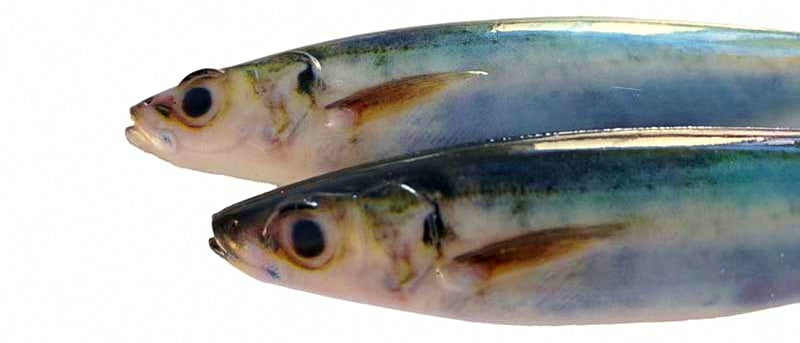 3D Printed Mackerel Soft Swimbait, 15 cm, 33.5 g (1.2 oz) – product photo