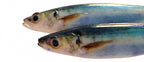 3D Printed Mackerel Soft Swimbait, 15 cm, 33.5 g (1.2 oz) – product photo