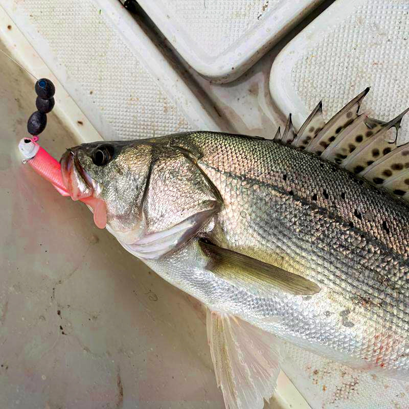 T-Tail Soft Swimbait with Lead Jig Head, 36–45 g (1.3–1.6 oz) – product photo