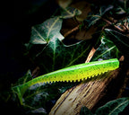 T-Tail Soft Swimbait Shad Lure, 2.2–3.7 in – product photo