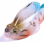 Mudskipper Soft Bait, Weighted Paddle Tail, 7 cm 14 g (0.5 oz)