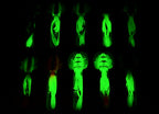 Rigged Glow Soft Squid Lure, 60–150 g (2.1–5.3 oz) – product photo