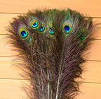 Fly Tying Feathers: Grizzly Saddle Hackle, Peacock, Ostrich – product photo