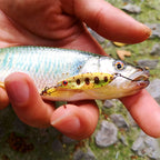 Copper Spoon Lure, Willow Leaf, 2.5–5 g (0.09–0.18 oz) – product photo