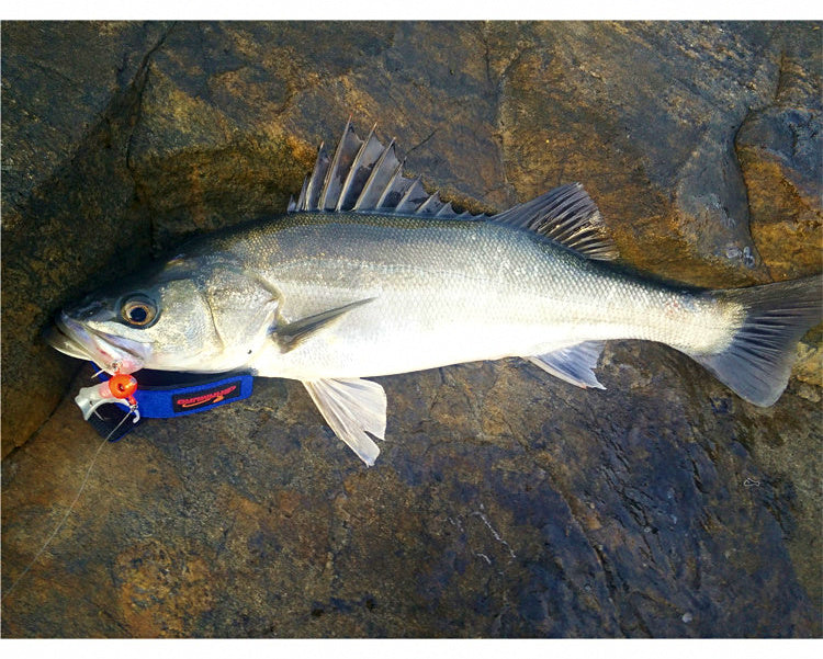 Curly Tail Soft Bait with Lead Jig Head, 18–50 g (0.6–1.8 oz) – product photo