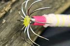 Glow Squid Jig, Red Head Red Eye, 4–30 g (0.14–1.06 oz) – product photo
