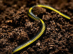Worm Soft Plastic Bait, 9-Pack, 8.5 cm or 12 cm (3.3 or 4.7 in) – product photo