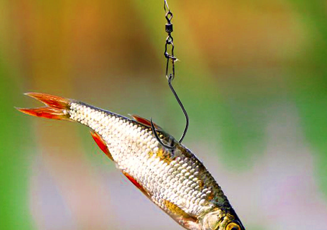 Barbed Live Bait Hook, High Carbon Steel, 1/0–10/0, 25 pcs – product photo