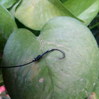 3-Hook Bait Rig, Iseni & Maruseiko Hook Patterns, Barbed – product photo