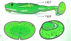 Soft Popper Frog Lure, 5.8–8.4 cm (2.3–3.3 in) – product photo