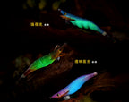 Glow Squid Jig (Egi), Sizes #2.5H, #3.0, #3.5 – product photo