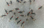 Black & White Hackle Fly, Sizes 8–18, 4 or 10 Pack – product photo