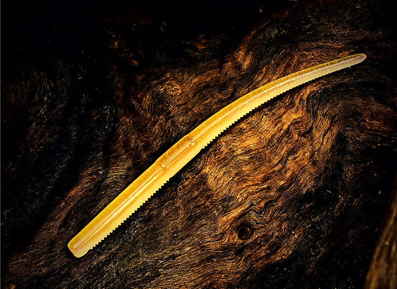 Pencil Noodle Worm Soft Plastic Bait for Wacky & Texas Rig – product photo