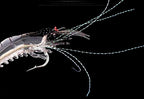 Soft Plastic Shrimp Lure, Glow & Color Options, 3–5 Pack – product photo