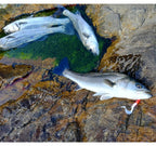 Curly Tail Soft Bait with Lead Jig Head, 18–50 g (0.6–1.8 oz) – product photo