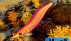 Glow UV Egi Squid Jig, Size 3.0, 15 g (0.5 oz) – product photo