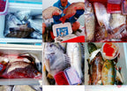 Shrimp Meat Bottom Fishing Bait, 60–1000 g (2.1–35.3 oz) – product photo