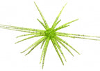 Floating Sea Urchin Soft Bait Set, TPE Lure Tub Pack – product photo