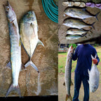 Sinking Minnow Hard Bait, 17 cm (6.7 in), 83 g (2.9 oz) – product photo