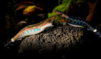 Wood Shrimp Squid Jig, Fast Sink, 25 g (0.9 oz) – product photo