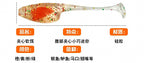 Mini T-Tail Soft Plastic Lure, TPE Micro Bait – product photo