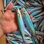 3D Printed Mackerel Soft Swimbait, 15 cm, 33.5 g (1.2 oz) – product photo