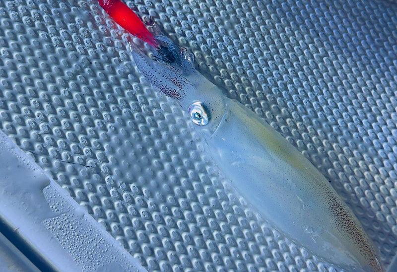 Anti-Tangle 4-Hook Fishing Rig, 2.1 m (6.9 ft), Clear Nylon – product photo