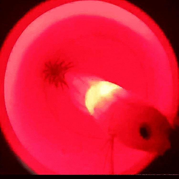 Glow Shrimp Squid Jig Set, 8 cm (3.1 in), 14 pcs – product photo