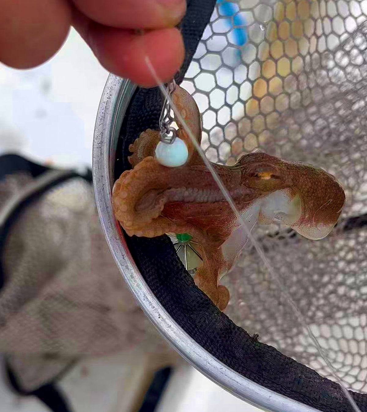 Octopus Squid Hook Size 19, Barbed, Assorted Styles – product photo