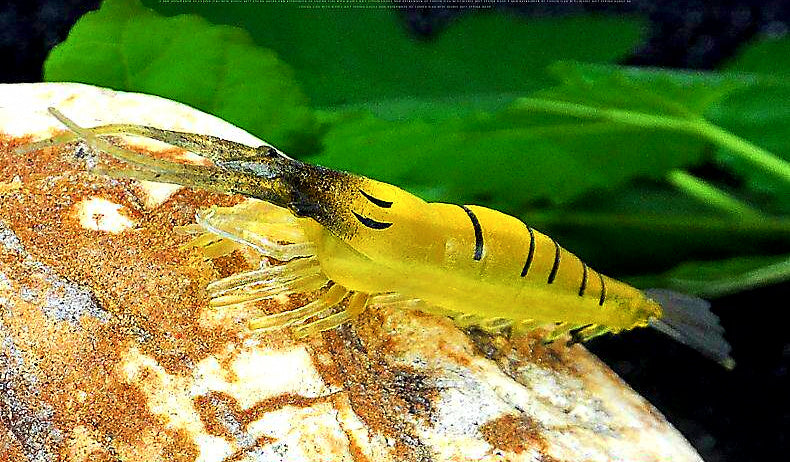 Glow Soft Shrimp Lure with Hook, 4 cm (1.6 in), 10 Pcs – product photo